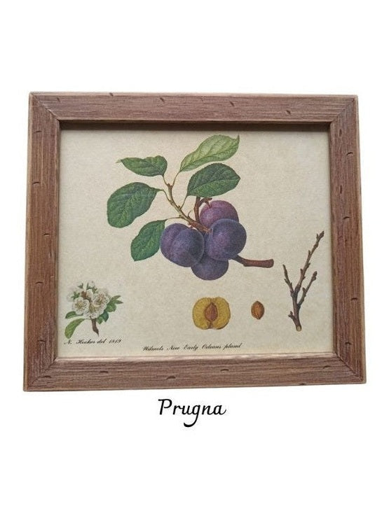 Cornici frutta